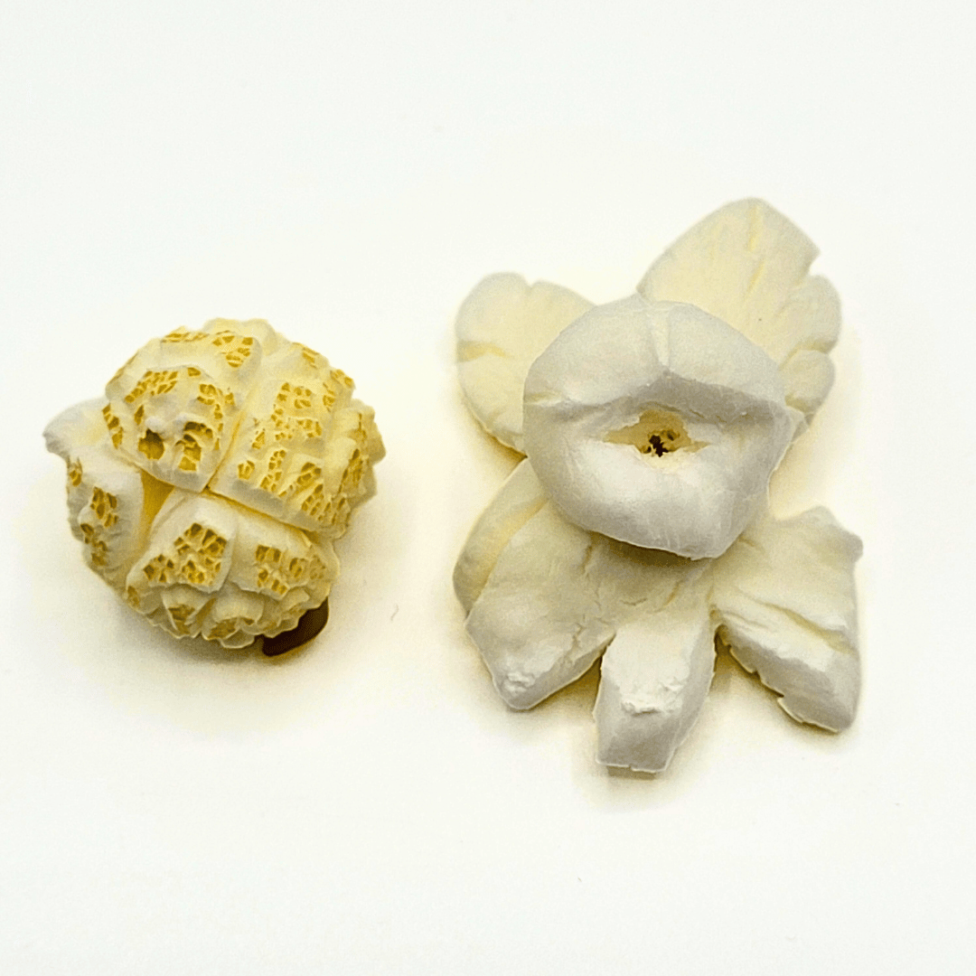 Popcornarium - Popcorns mushroom ou butterfly, comment les reconnaître ?